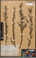Foto von Salix cinerea L.